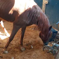 یک دونه اسب به فروش میرسد