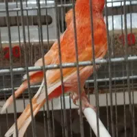 تعدادی رد فکتور و مزایکی تیب یک اورجینال|پرنده|قزوین, |دیوار