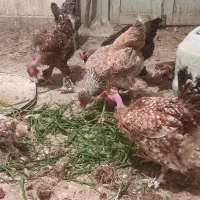 مرغ دیلگونی دزدیده شده