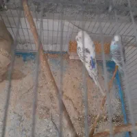 عروس و مرغ عشق|پرنده|میناب, |دیوار