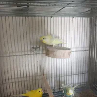 مرغ عشق پروانه ای