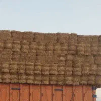 پرس گندم شمال