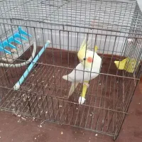 یک عدد طوطی ماه به فروش میرسه