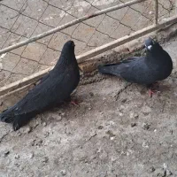 یه جفت کبوتر سیاه