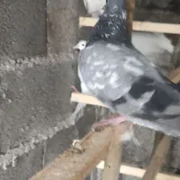 کبوتر پرشی|پرنده|رشت, سعدی (تختی)|دیوار