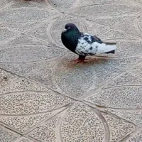 دوتا نر سوراخ گردن کلفت فروشی