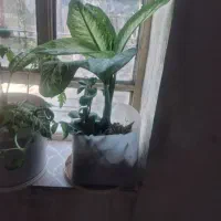 فروش گل|گل و گیاه طبیعی|یاسوج, |دیوار