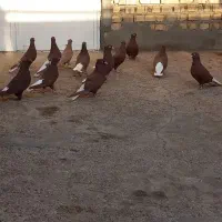 چهار ده عدد کبوتر سرور سرخ و زرد دم سفید پاک