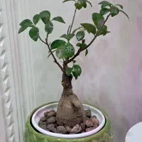 گل و گیاه اپارتمانی