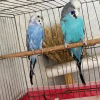 مرغ عشق انگلیسی جفت نرماده مولد