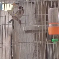 سهره چهارگل