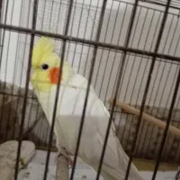 عروس هلندی ماده