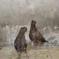 کفتر جفت جوجه تافته ای دم سفید بهبهانی کبوتر