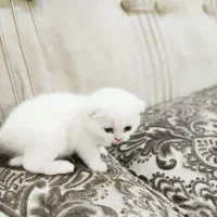 واگذاری  گربه اسکاتیش