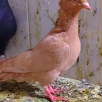 24عدد سار وزرد کاکلی جوونه دونه 200