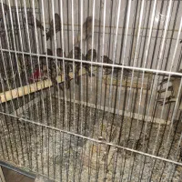 سهره قناری گلبسر تک و تعداد|پرنده|اسکو, |دیوار