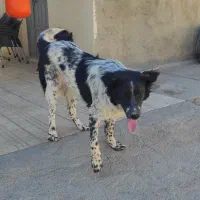 سگ گله|حیوانات مزرعه|فرخشهر, |دیوار