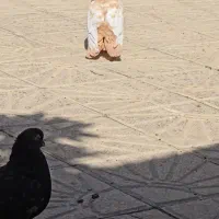 سینه سیاه زرد سوسنی سبز تافته ای کارتونی سرخدمسفید|پرنده|مرودشت, پشت سایپا‎|دیوار