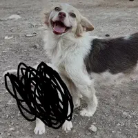 ماده پاپی نگهبان|سگ|مبارکه, |دیوار