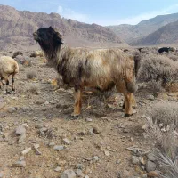 قوچ میش رون
