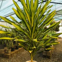 گل و گیاه آپارتمانی