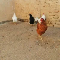 مرغ و خروس فروشی|حیوانات مزرعه|قم, تعویض پلاک|دیوار