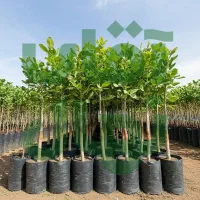 نهال گیلاس مناسب باغ‌های تجاری