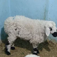 یه بره زابل چاق و پرواریی