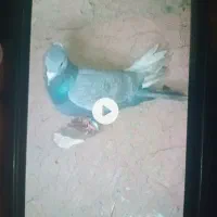 کفتر رنگه|پرنده|تربت جام, کلالی|دیوار