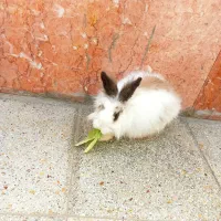 خرگوش خونگی|موش و خرگوش|شاهینشهر, خانه کارگر|دیوار