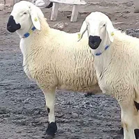 گوسفند زنده تجریش نیاوران فرمانیه اقدسیه کامرانیه|حیوانات مزرعه|تهران, دارآباد|دیوار
