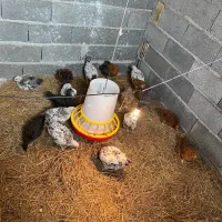 فروش حیوانات و محصولات ارگانیک مزرعه