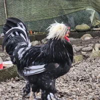 خروس سلطان ۱ ساله|حیوانات مزرعه|لاهیجان, شهرک سلمان فارسی|دیوار