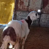 بره قوچ پلنگی|حیوانات مزرعه|صحنه, |دیوار