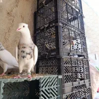 کوبتر طوقی