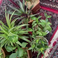 ۸ عدد گل|گل و گیاه طبیعی|دهگلان, |دیوار