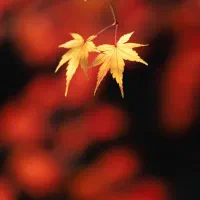 سیم کارت .همراه اول. 0912.341