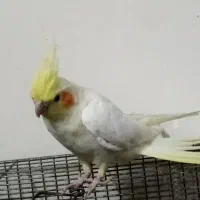 پرنده عروس|پرنده|قم, سراجه (۱۵ خرداد)|دیوار