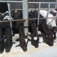 گوساله قطع شیر