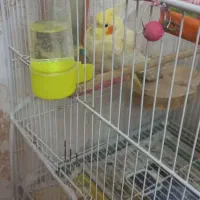 عروس هلندی ماده آماده