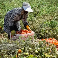 جمع کردن گوجه خیار .وغیره انجام میدیم تعداد بالایم|خدمات باغبانی و درختکاری|قوچان, |دیوار