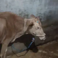 گاو و گوساله نٓر