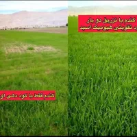 کود مایع هیومیک برند سبوسیب بمب بذرمال|خدمات باغبانی و درختکاری|دهگلان, |دیوار