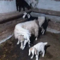 بز جوان و بزغاله|حیوانات مزرعه|گرمی, |دیوار