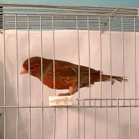 قناری دارچینی و ایزابل اورجینال|پرنده|بجنورد, |دیوار