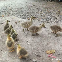 بچه قو غاز