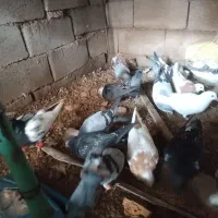 کفتر آلمانی ورنگه|پرنده|سلیمان, |دیوار