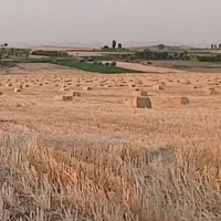کاه