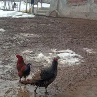 یک عدد بوقلمون ماده سلام جوان بالای 6کیلو وزن دارد