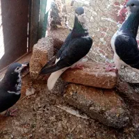 کفتر|پرنده|سبزوار, چهارراه فرودگاه|دیوار